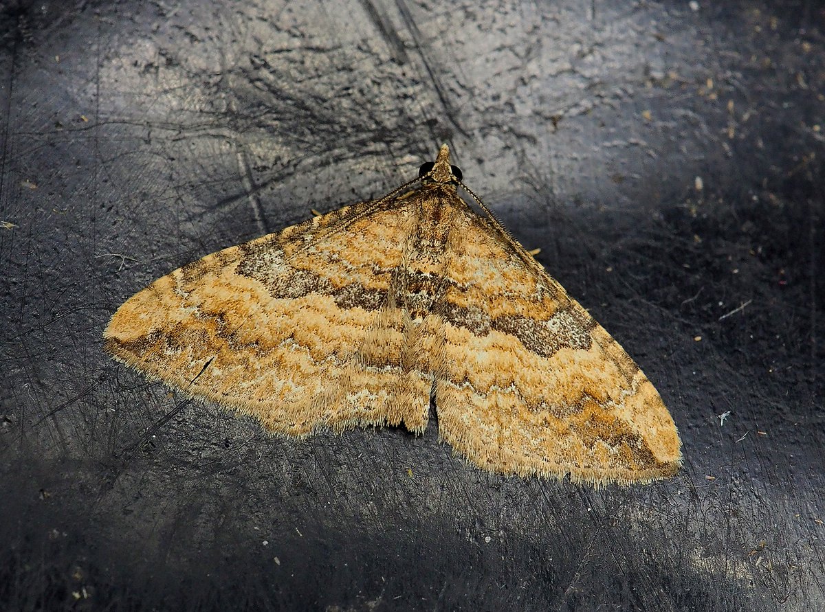 Male Gem to the garden trap in Maesteg, Glamorgan last night @MigrantMothUK