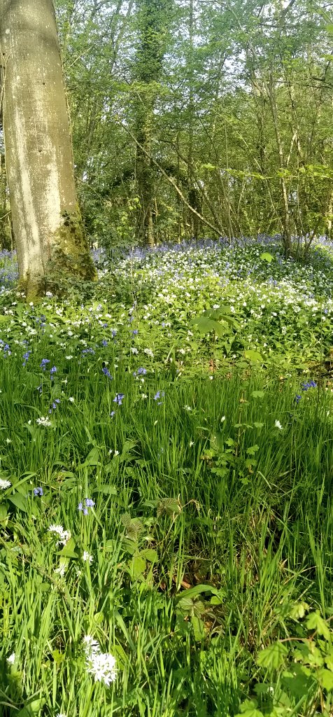 ArcherNormandie's tweet photo. Le sous bois au #BecHellouin est magnifique 😍 https://t.co/e8FrZD6J7c