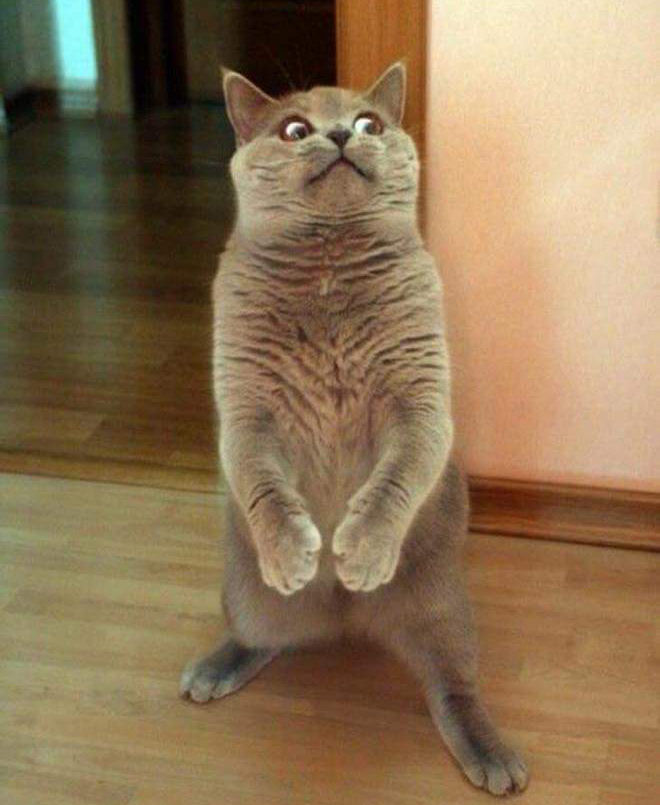 DancingMonkey tweet media