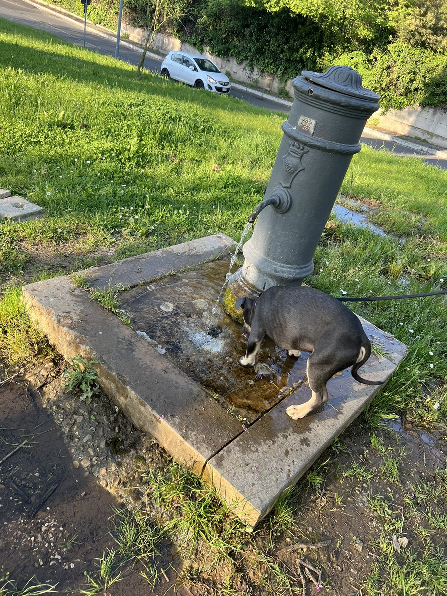 antonio parlapiano tweet media