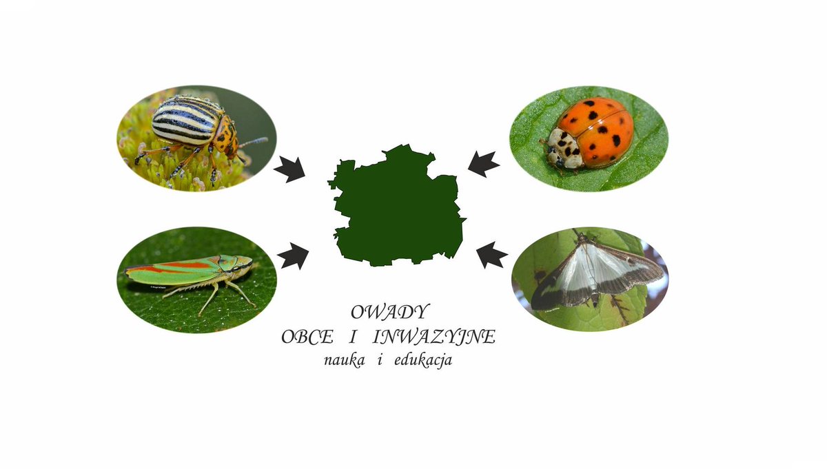 Radomir Jaskuła tweet media