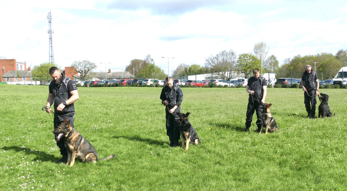 Getting the teams ready for their group obedience. More video’s of this weeks work tomorrow.