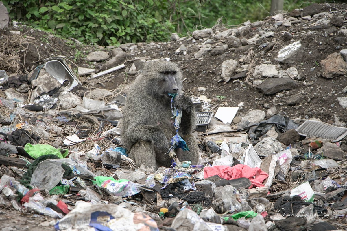 A baboon scavenging for food from a pile of garbage in Nakuru.