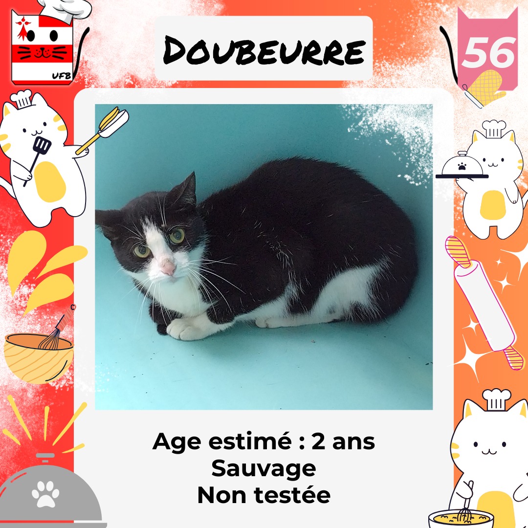 Je suis en fourrière dans le dépt 56 Je suis A ADOPTER pour me faire sortir de cette fourrière et me sauver de l'euthanasie avant le 19 Avril 2024 Renseignements: Message à facebook.com/urgencesfourri…