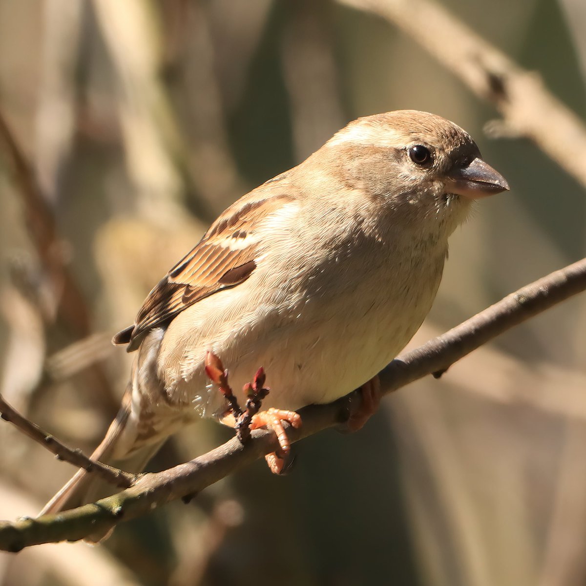 A female house sparrow is enjoying this sunny Saturday...
#housesparrows #housesparrow #sparrows #sparrow #birdpics #sunnysaturday #sunnysaturdays #ohiobirdworld #ohiobirdlovers #birdlovers #birdwatching #birdwatchers #birdlife #birdwatchersdaily