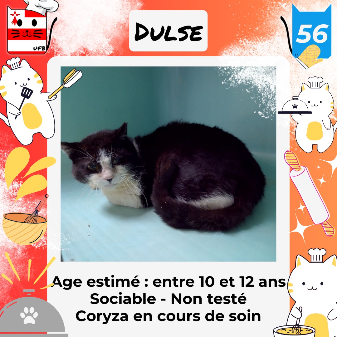 Je suis en fourrière dans le dépt 56 Je suis A ADOPTER pour me faire sortir de cette fourrière et me sauver de l'euthanasie avant le 19 Avril 2024 Renseignements: Message à facebook.com/urgencesfourri…