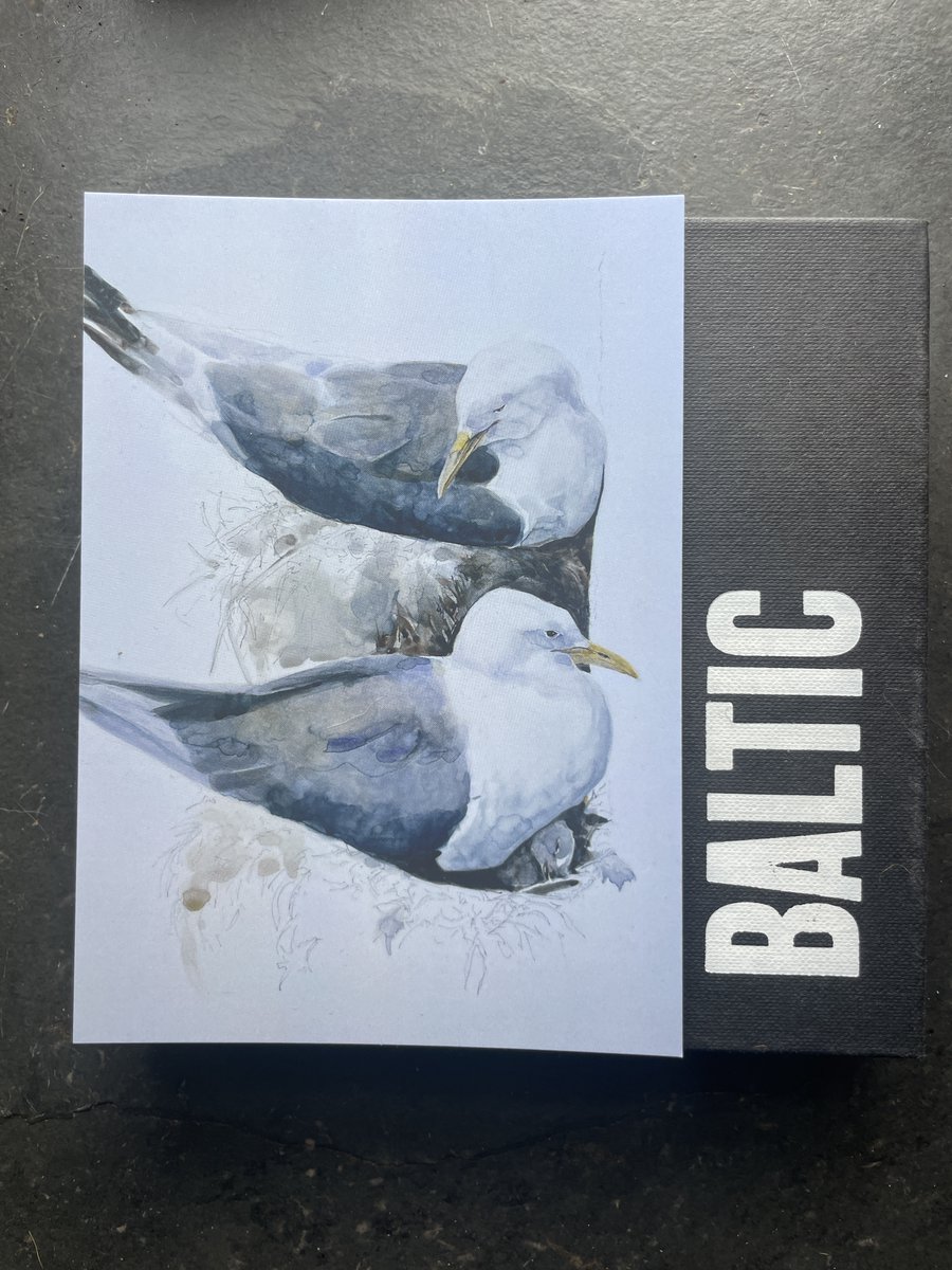 One minute a praise song to the kittiwake and the urban wild: bbc.co.uk/programmes/m00… @RobGMacfarlane @HamishH1931 @rina_gill @johnmitchinson