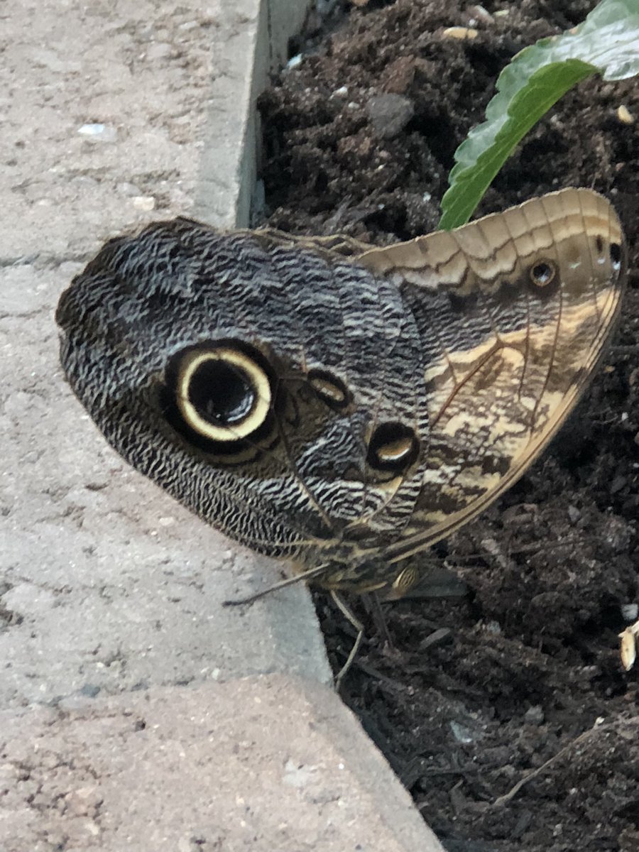 Share a butterfly from your gallery. At first glance, this one looks like a turtle’s head.