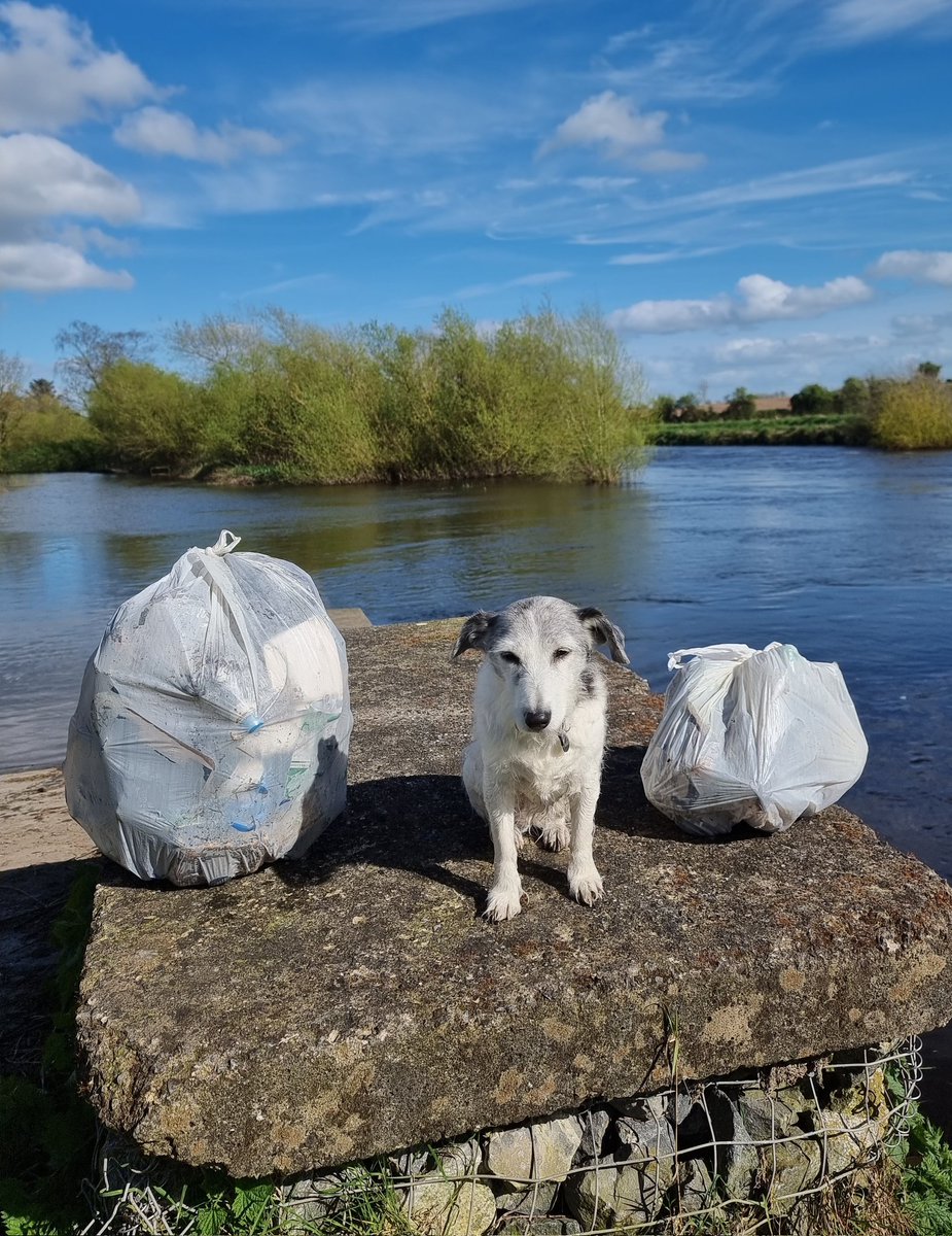 roriain's tweet photo. 11 days since I was on the #BarrowWay. Today was a good one for a stroll and a #litter pick. Lanigans lock to near Milford. Cuckoo flower aka ladies smock, garlic Mustard & mouse-ear. #LeaveNoTrace #lovewhereyoulive @pawsonplastic https://t.co/ER8J9e6OT6