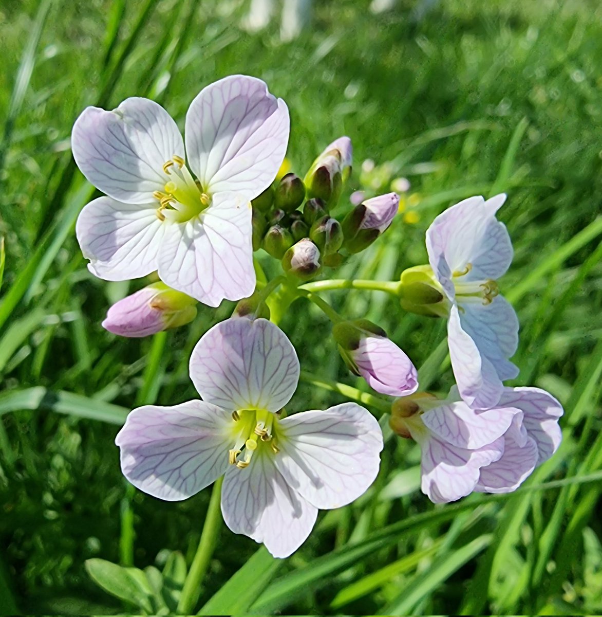 roriain's tweet photo. 11 days since I was on the #BarrowWay. Today was a good one for a stroll and a #litter pick. Lanigans lock to near Milford. Cuckoo flower aka ladies smock, garlic Mustard & mouse-ear. #LeaveNoTrace #lovewhereyoulive @pawsonplastic https://t.co/ER8J9e6OT6