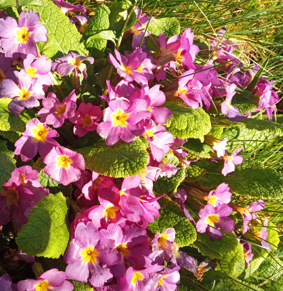 Primroses getting sunshine and showers today!!