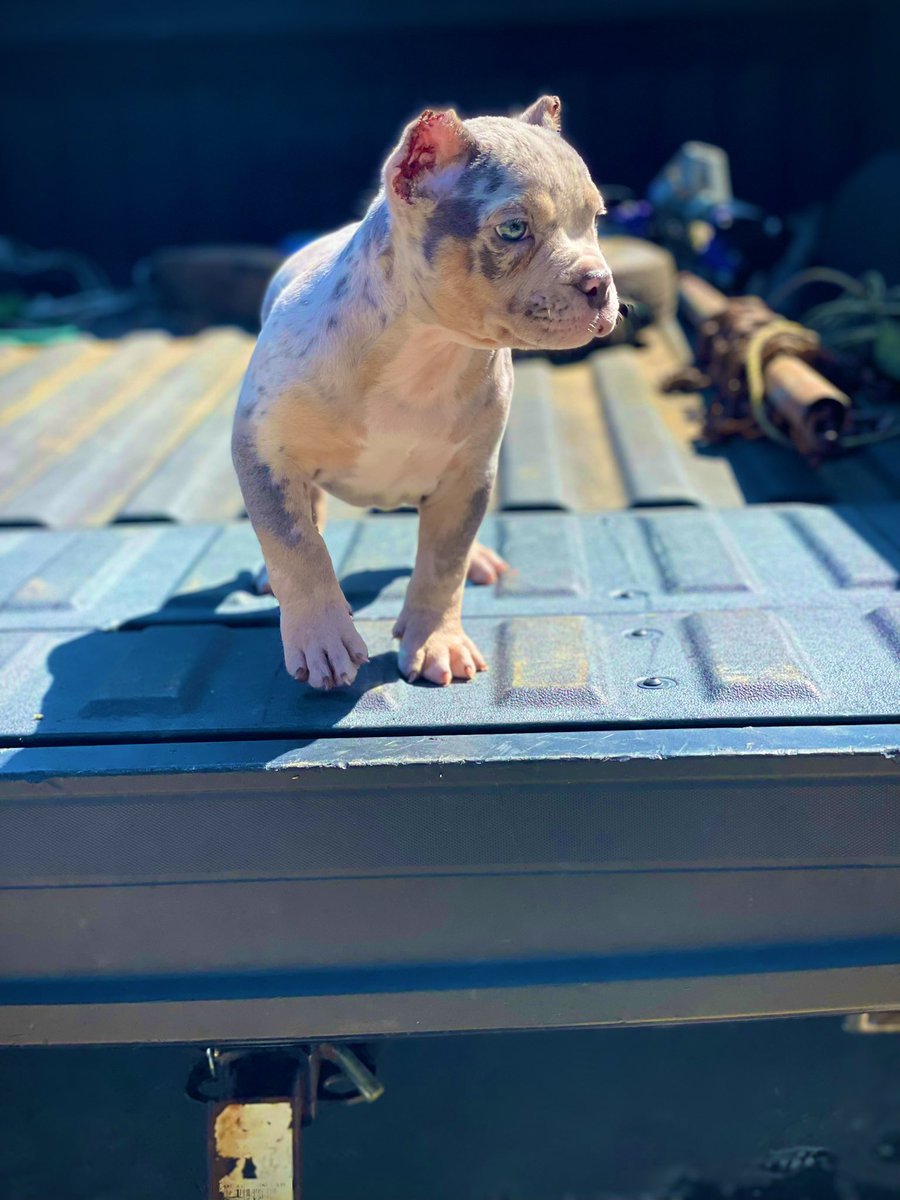 BikeLifeTyson's tweet photo. Left yesterday to make that 5k play to Tx I’m back in the city today ima real road runner for that 💰 💰💰#GoGetTheMoney #KnoccOutBullyCamp #TnToTx https://t.co/osqUmz7irK