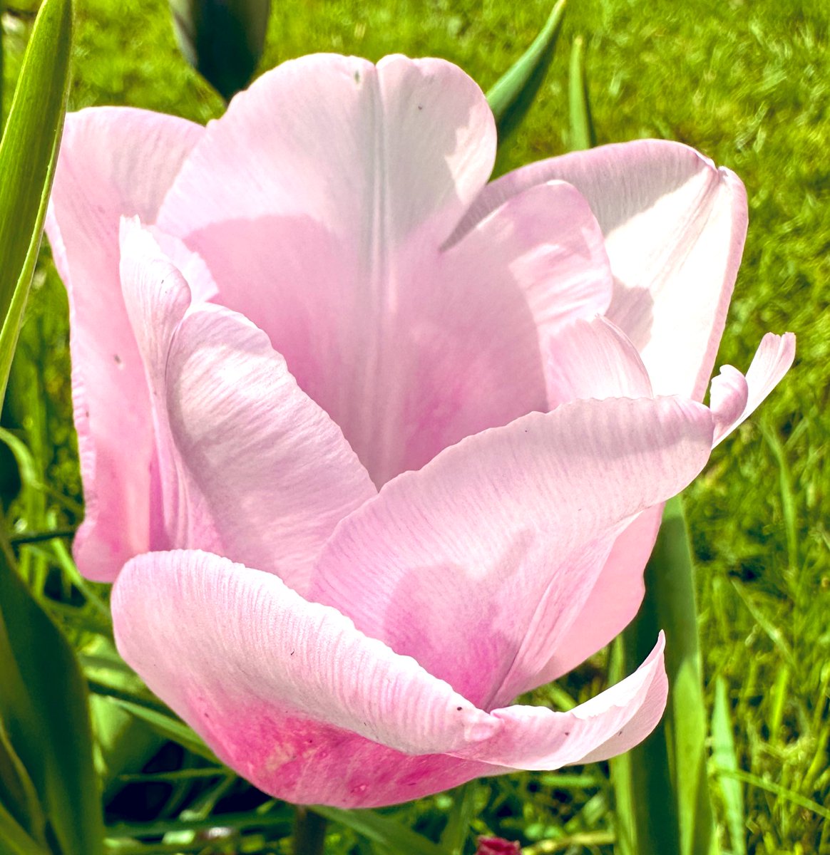 Every single one of them is a stunning work of art. No question. #flowers #gardening