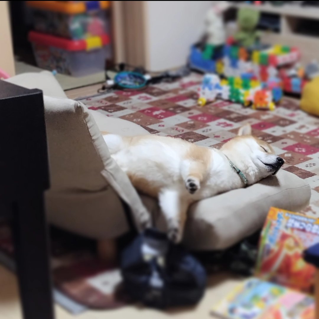 erikorody's tweet photo. 昨日は姪っ子ちゃんが遊びに来てくれて👧👧
お風呂から出たらわんこが伸びてた🐶 https://t.co/FDLWDphhlL