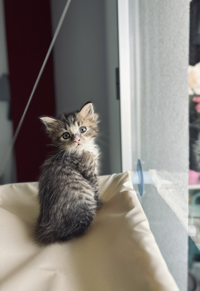 GoiRive03's tweet photo. @twaniimals Anímate! https://t.co/s7xq6r6Sf4