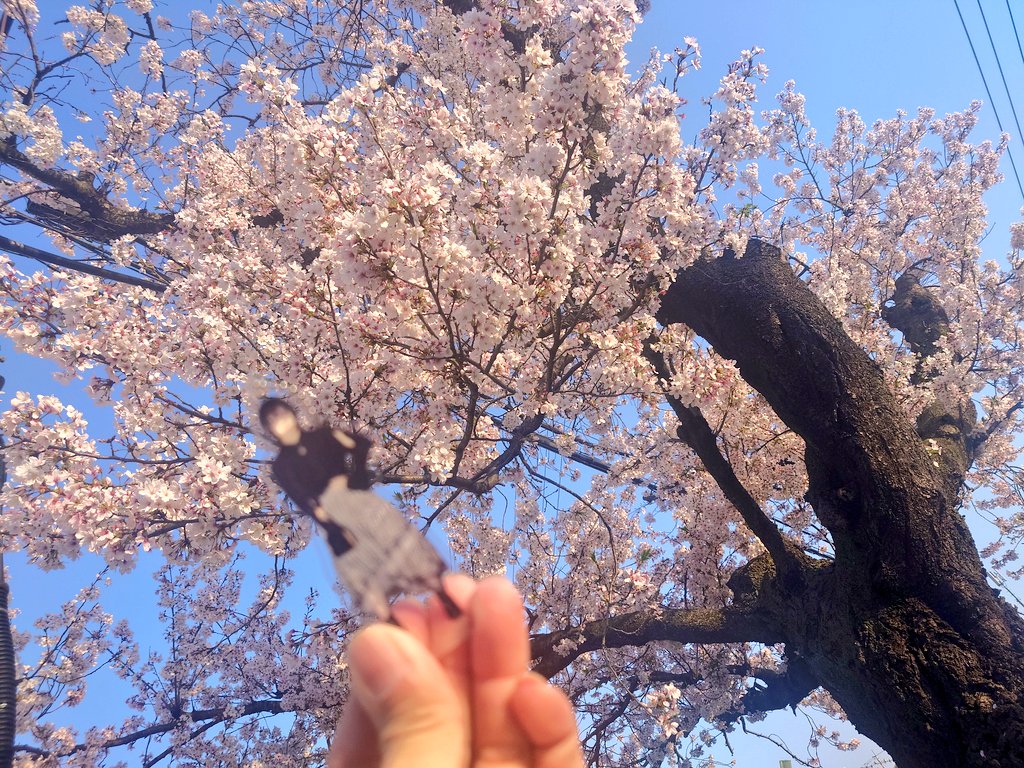 Let's桜チャレンジ🌸
ある意味ポートレートみたい📷むっずっっwwまぁ推しと桜みれたのでOK
#つきうみちゃんといっしょ #月組
