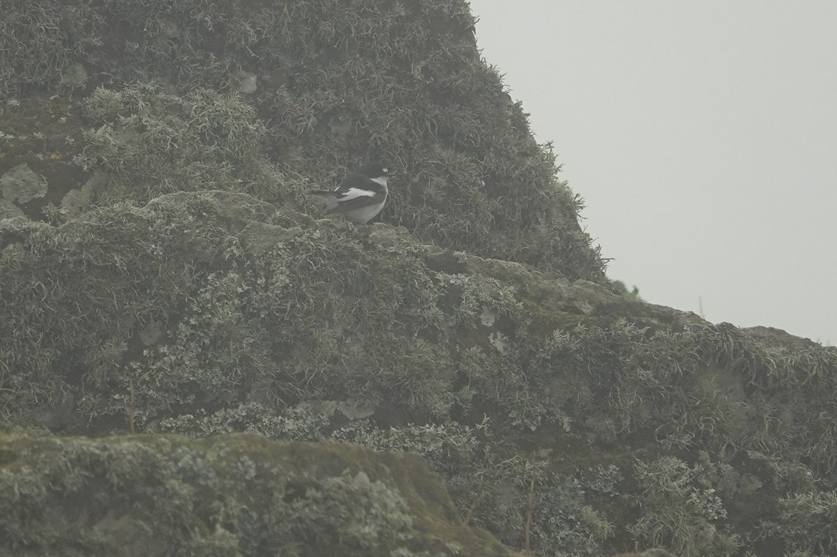 Ringing Manx Shearwaters under the stars before a thick fret descended, classic fall conditions and over 500 warblers grounded. A male Pied Flycatcher on a lichen covered rock in thick mist. Thrilling.