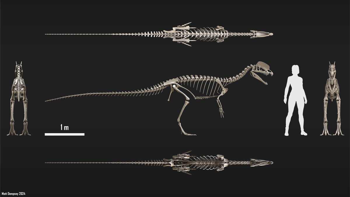 Dilophosaurus - weirder than you might expect!