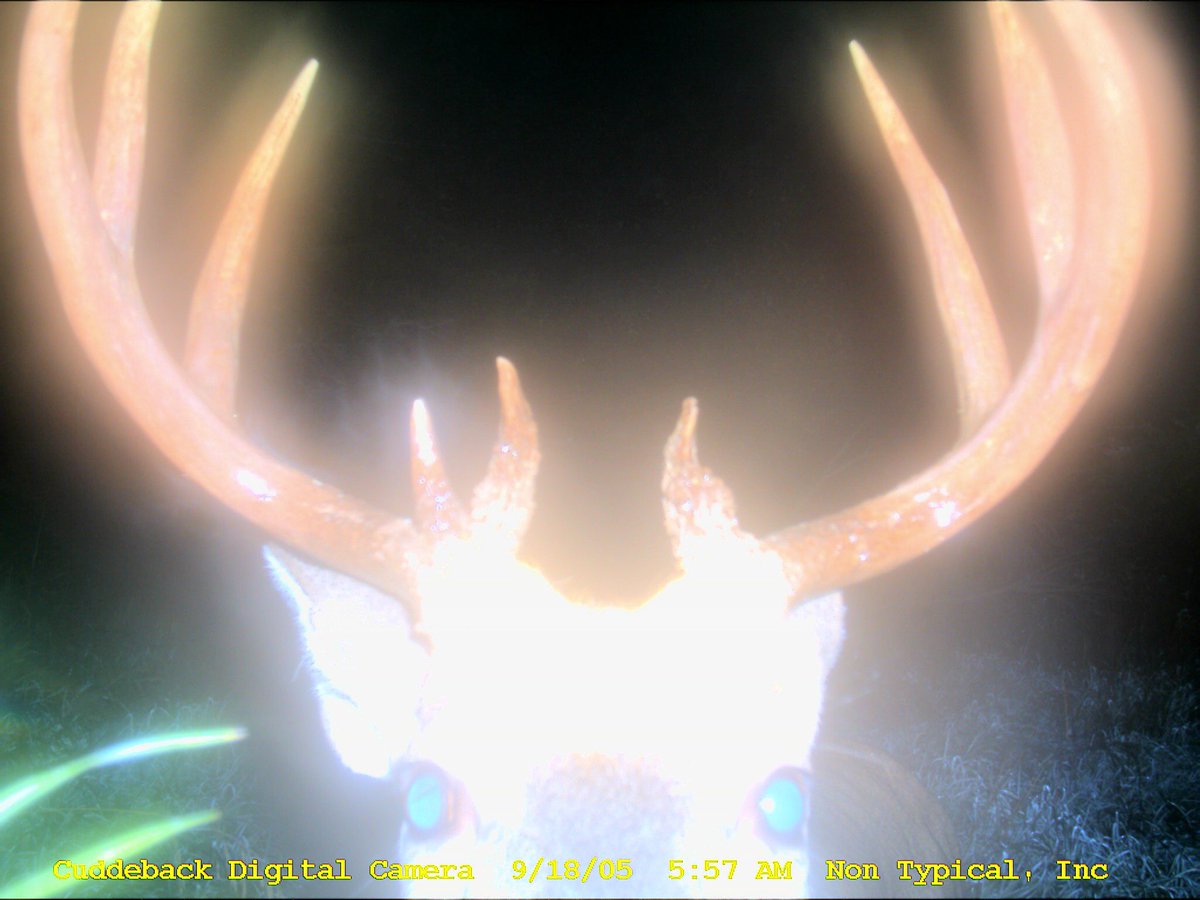 trailcam (@Trail_Cams) on Twitter photo 2024-04-13 21:32:03