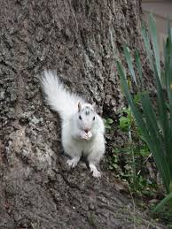 Downtown Brevard NC.  Famous for white squirrels