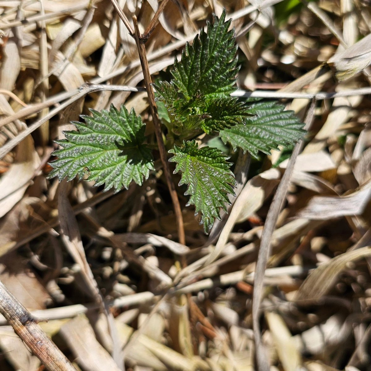 missionotd's tweet photo. Lots of greens popping up in Washington county this morning. Was a nice walk out there with the dogs. Heading back tomorrow to do some actual foraging.
#edibleplants #foraging #medicinalplants #wildesibles https://t.co/nXpiZefmNE
