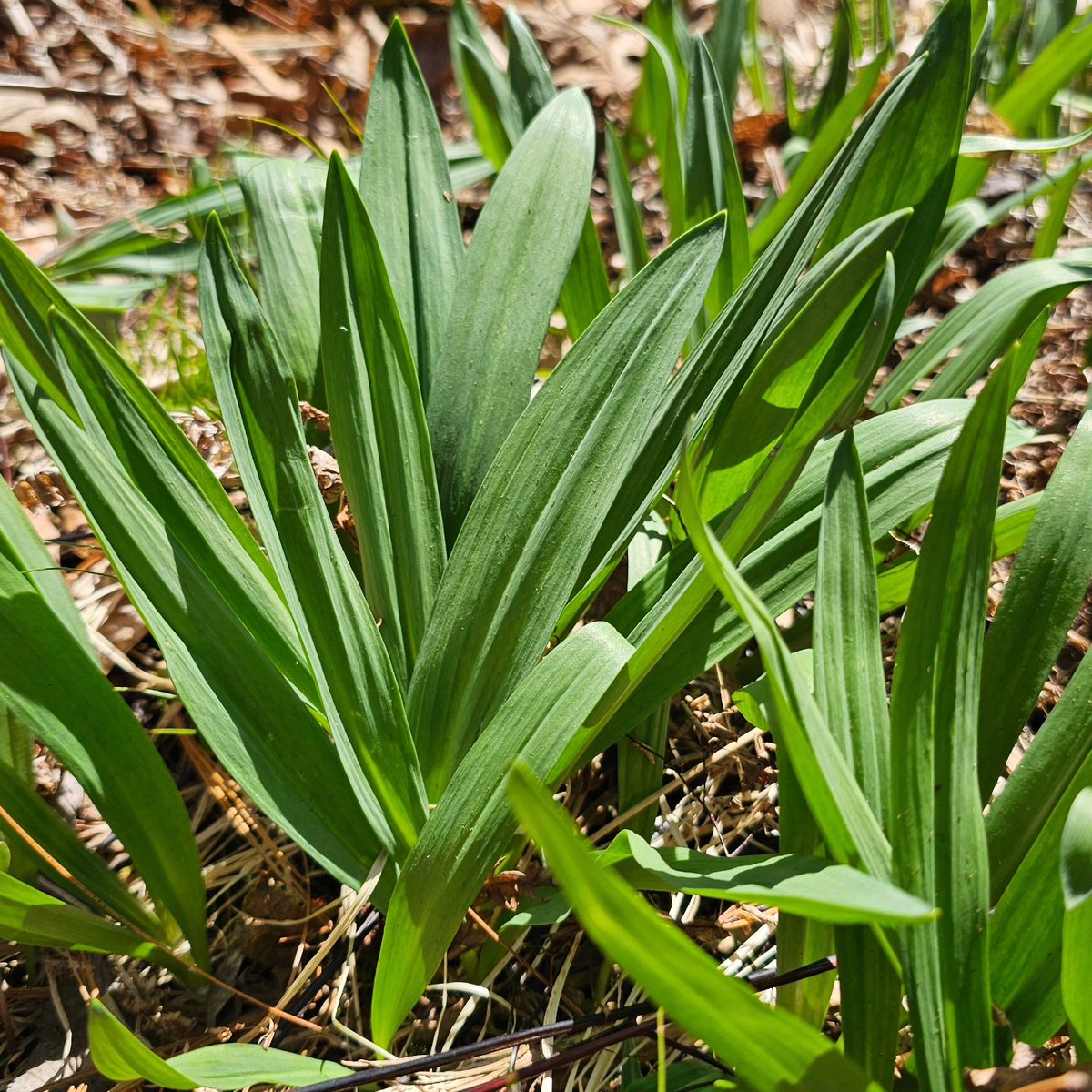 missionotd's tweet photo. Lots of greens popping up in Washington county this morning. Was a nice walk out there with the dogs. Heading back tomorrow to do some actual foraging.
#edibleplants #foraging #medicinalplants #wildesibles https://t.co/nXpiZefmNE