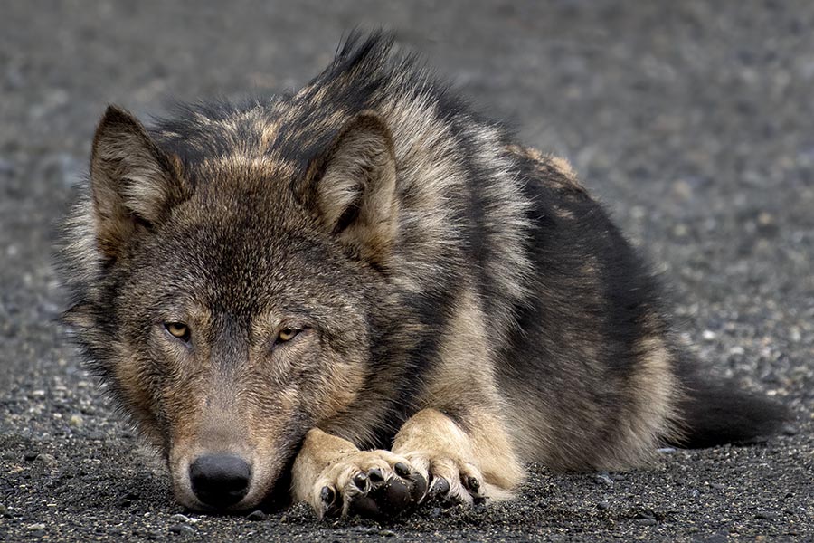 #DYK wolves possess a superb sense of smell? In favourable wind conditions, they can smell prey up to 2.4 km away! That's an impressively well-tuned snoot! Visit Wolves! Shape-Shifters in a Changing World to learn more. Included in general admission. nature.ca/en/visit-us/wh…