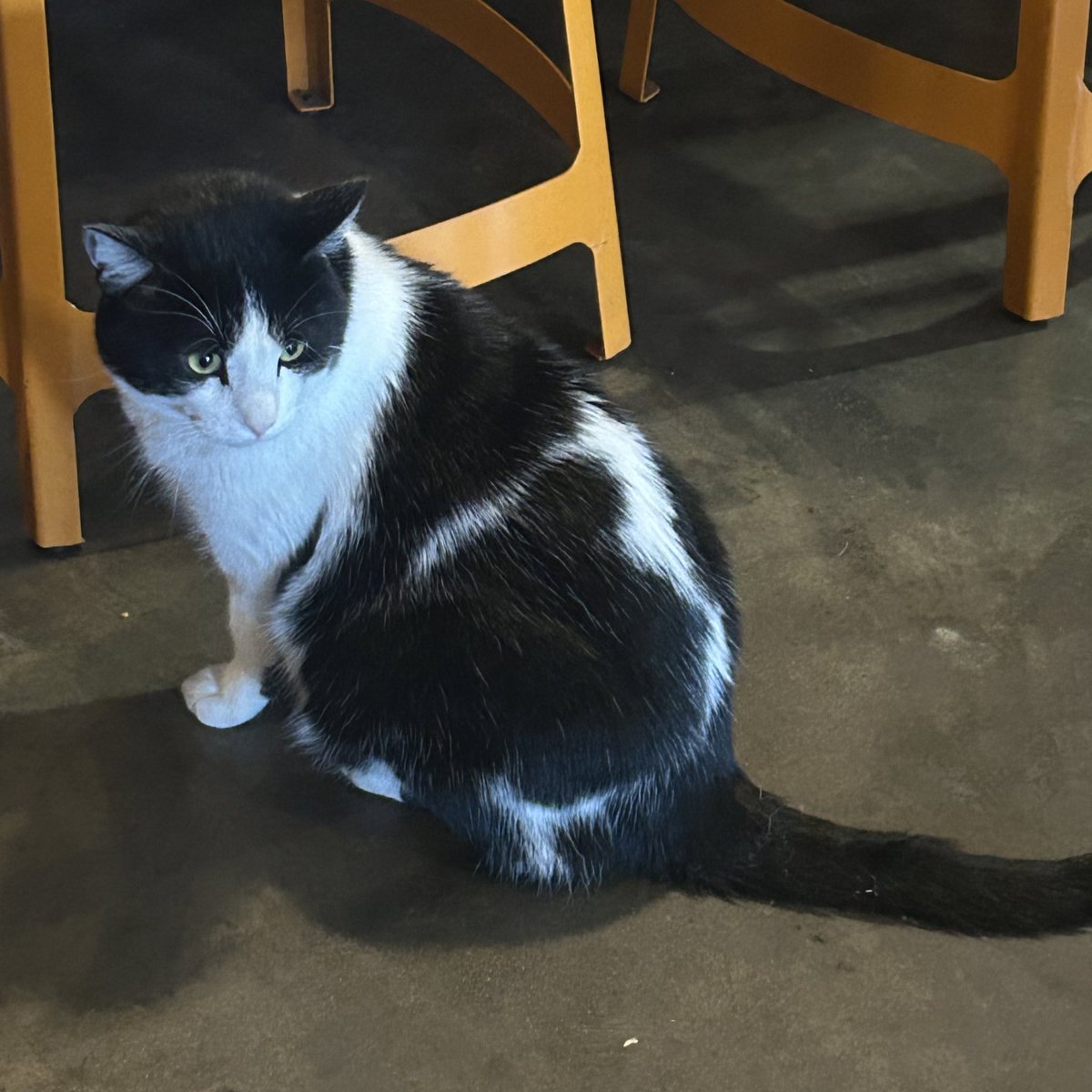 Liz Lenivy tweet media