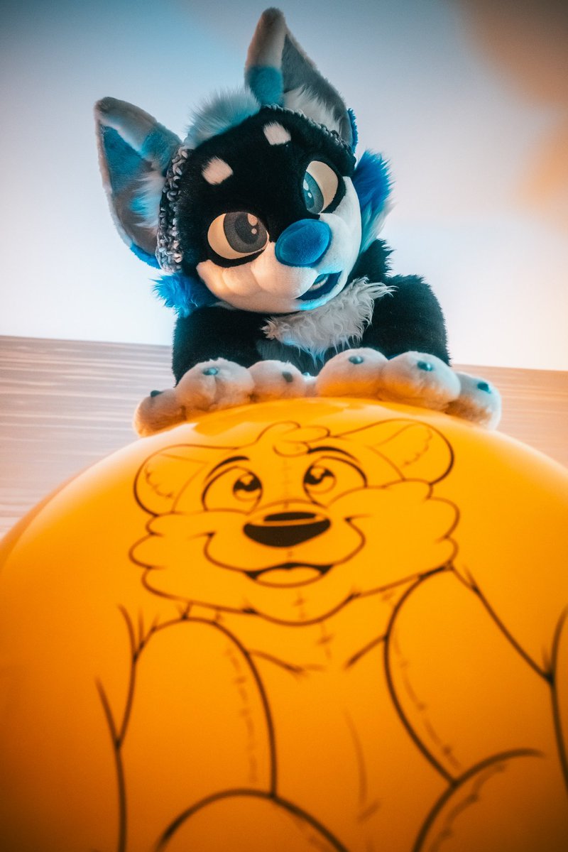A husky playing with a husky balloon? What could be cuter? #SqueakySaturday