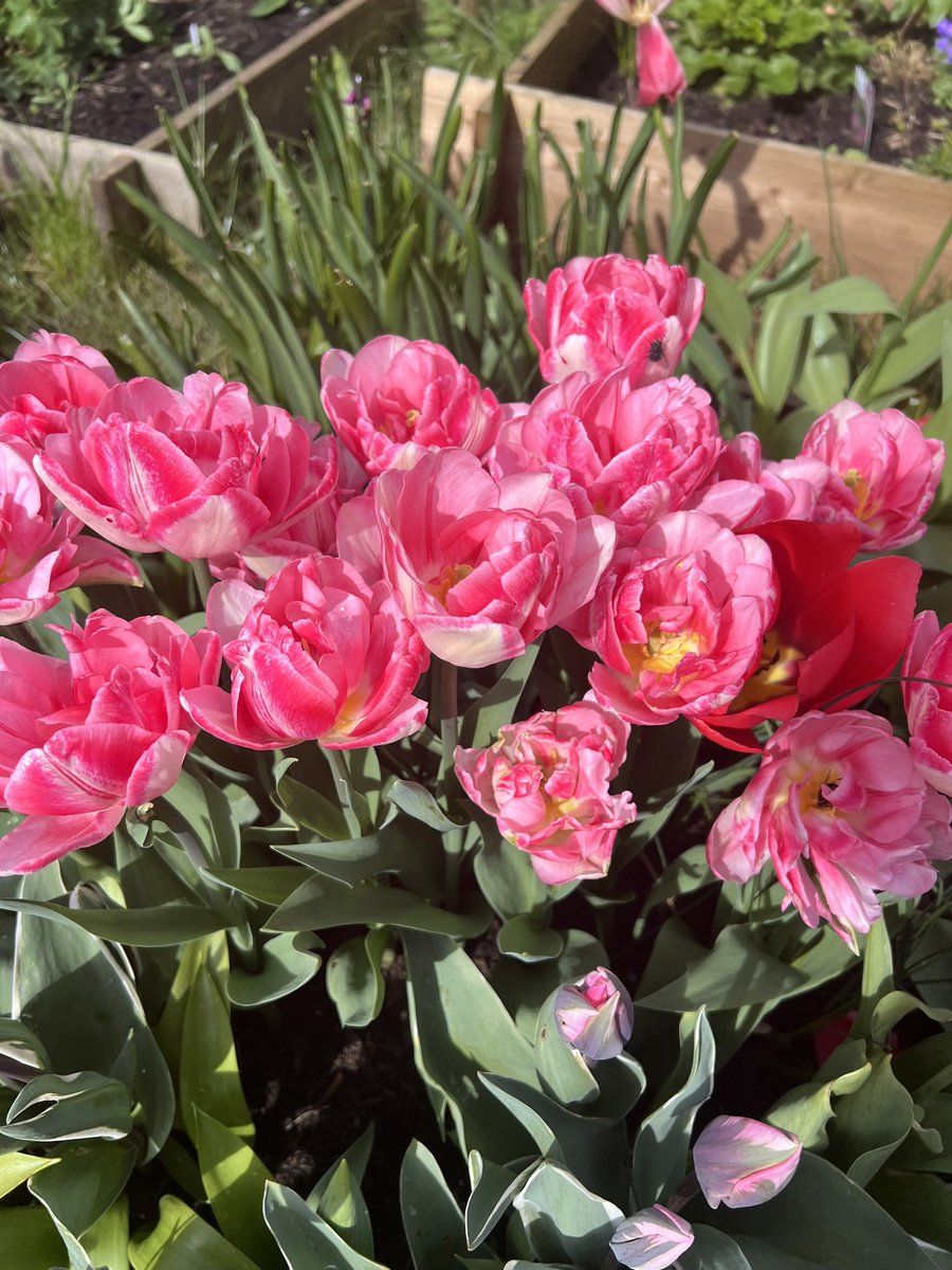 April in the garden #beginnergardener