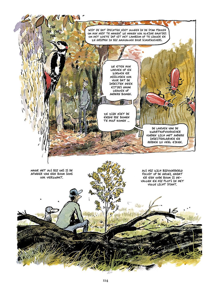 stripland_BENL's tweet photo. Het Verborgen #Leven van #Bomen, de bestseller van boswachter #PeterWohlleben, krijgt een stripversie door #BenjaminFlao en #FredBernard. In mei te verwachten bij #ScratchBooks. En dat kleine hoopje die we op één van de pagina's zien? Vast het werk van #DeMol! https://t.co/o5zC61SRkV