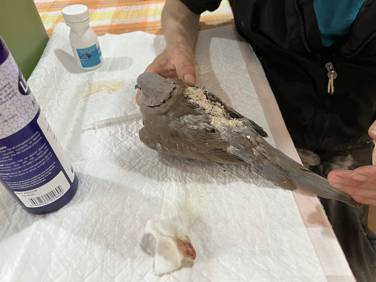 This lucky dove survived a bird of prey attack today. Got it into a wildlife sanctuary where it’s started its recovery - fingers crossed