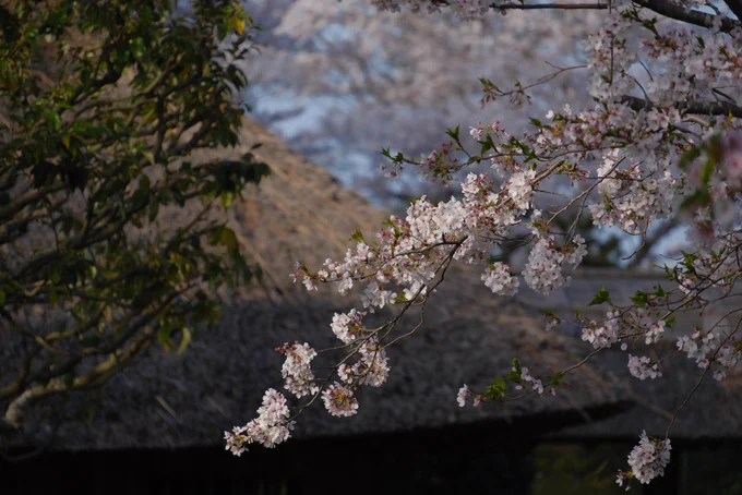 大串貝塚ふれあい公園の写真 