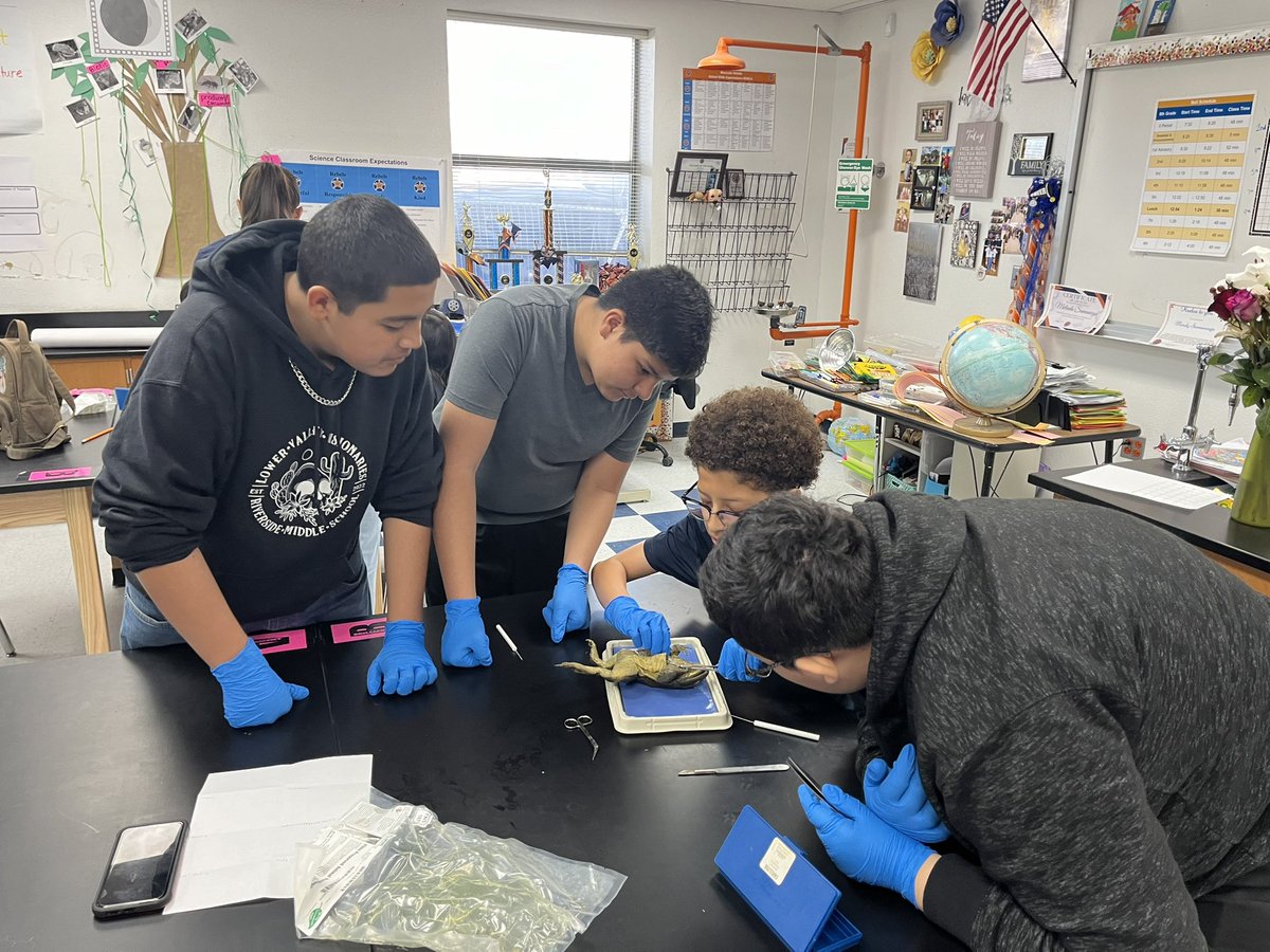 Dedicated Rebels in on Saturday for Science learning and fun with dissections! 🧑🏻‍🔬👨🏻‍🔬🥼Thank you @buenosDiaz_sci @MsScienceBarbie for providing our kids with a great learning opportunity today!! @FORtheValley_DM @CarmenChavira16 @AndreaMorse26