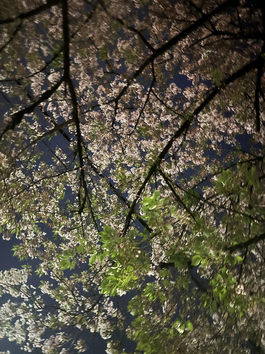 小鳥の食卓 tweet media