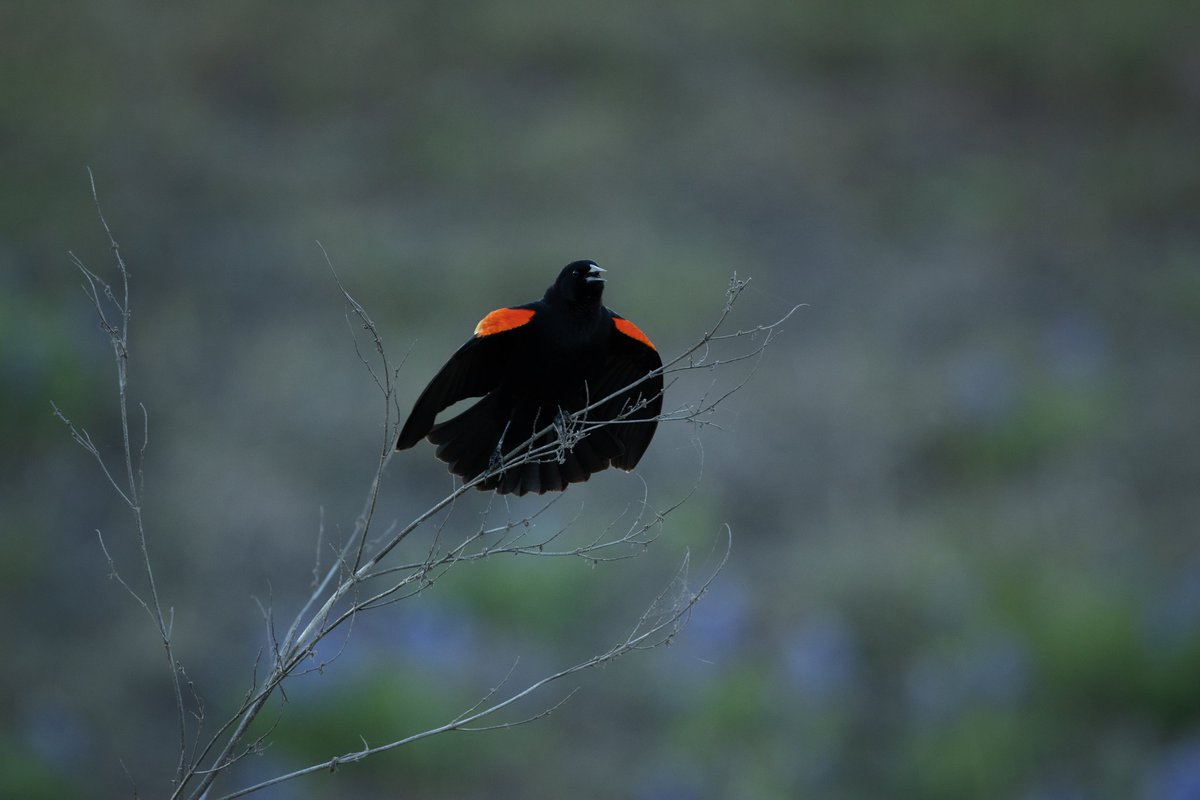 Red-winged blackbird giving it everything he's got.

ƒ/4 1/320 500mm ISO400
#redwingedblackbird #birds #wildlife #photography