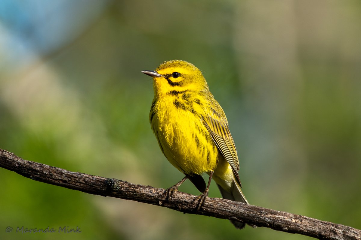 Today was a great day for birding. Sunny, warm and a beautiful Prairie Warbler to start of the morning. #Saturday #birds #birding #Migration