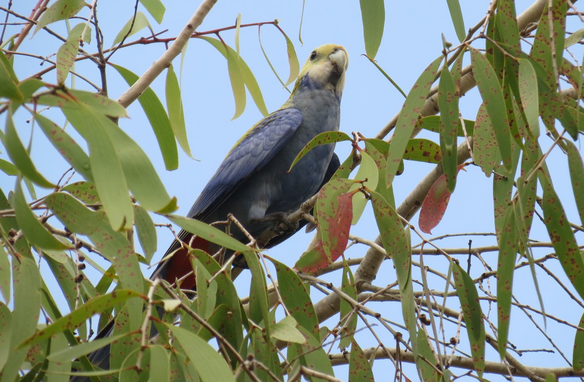 One of a pair of Pale-headed Rosellas sighted at Nathan Road Wetlands Reserve
@fred_od_photo #Ozbirds #birds #birdwatching #WildOz #birdphotography #parrots