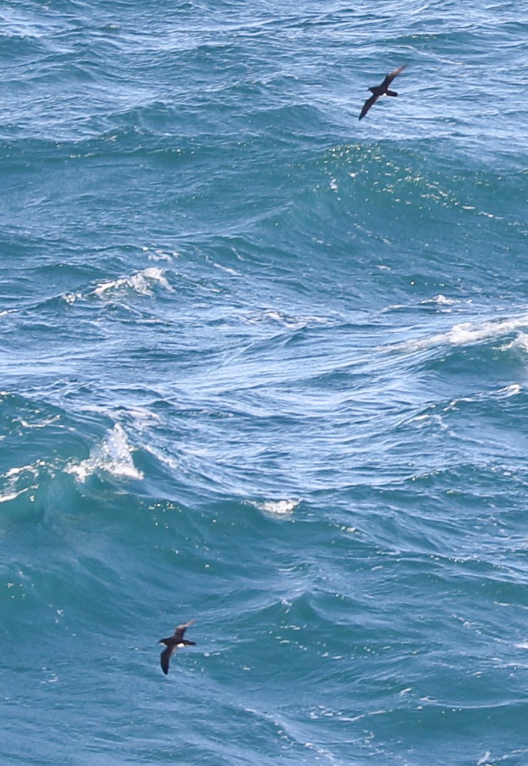 ratherbsurfing_'s tweet photo. Manx Shearwater…
#Trevose https://t.co/G9frU9qPnC