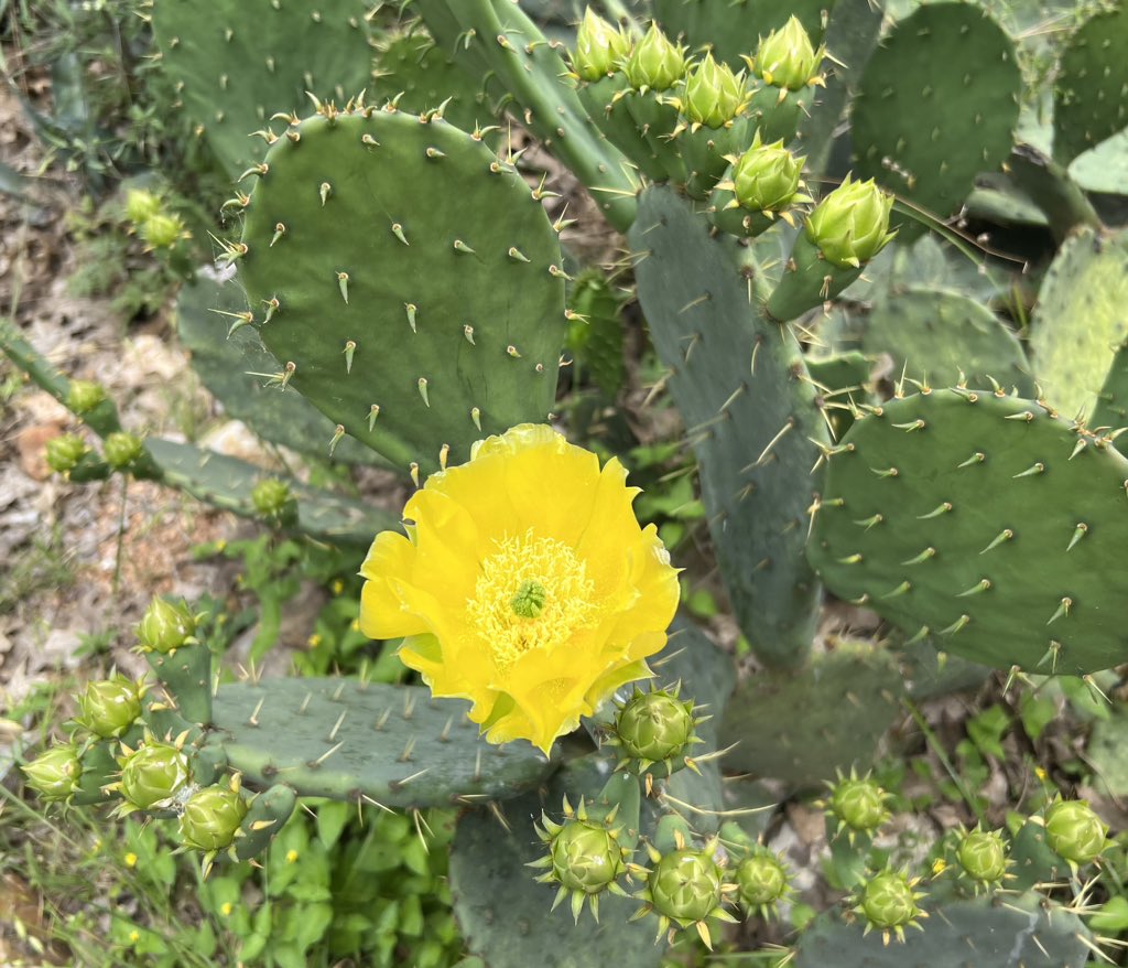 cactus garden
after the rain
sunlight blossom

#WalesHaikuJournal #vssnature #haiku #haiga #HaikuSaturday