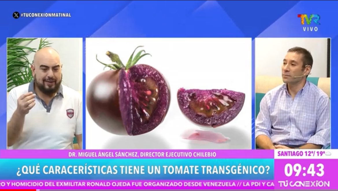 Transgénicos en alimentos ¿Qué características tiene un tomate transgénico? #tuconexionmatinal @KarimBuhadla youtu.be/TTOEJYjv3Us?si…