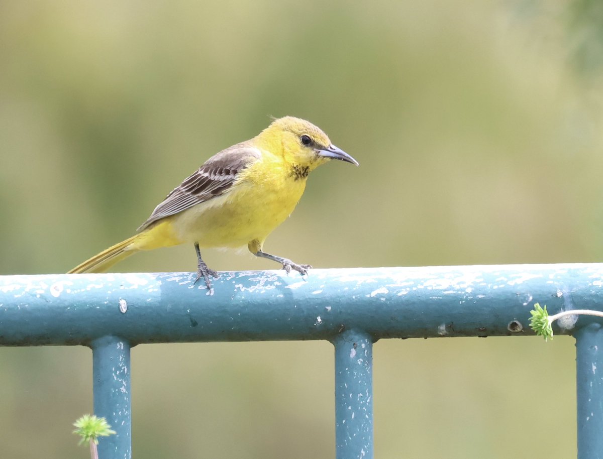 I’m up in the air on this one (appropriate since it’s a bird 😂). Could be a male fledgling, pretty early though. Could be a late last year male not in adult plumage yet. Looking for the fledgling gape, maybe 🤔 Cute regardless! 💛 Hooded oriole