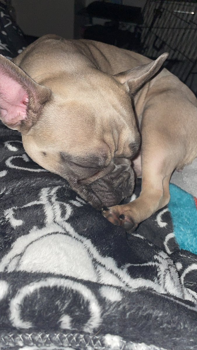 When you’re feeling down ☹️ but she gives you the best cuddles to cheer you up 🥰! (Enzo’s not a cuddly pup at all he loves his own space ) but at least I have one cuddly pup to cheer me up