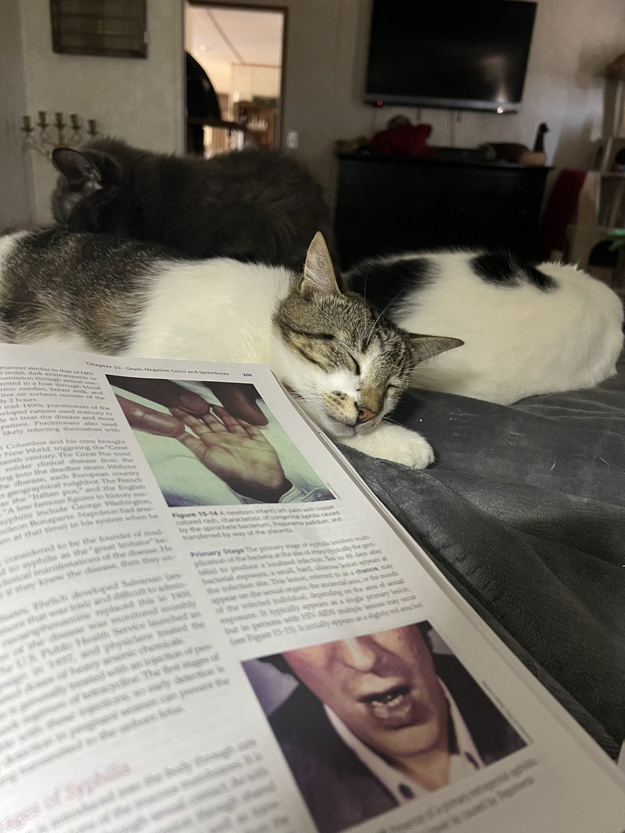 Watch cats sleep or study about syphilis?