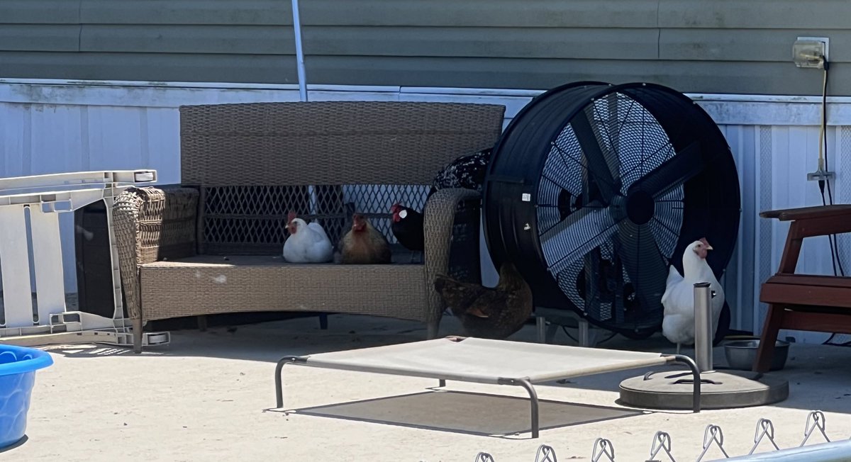 Glad my chickens are enjoying this nice spring day