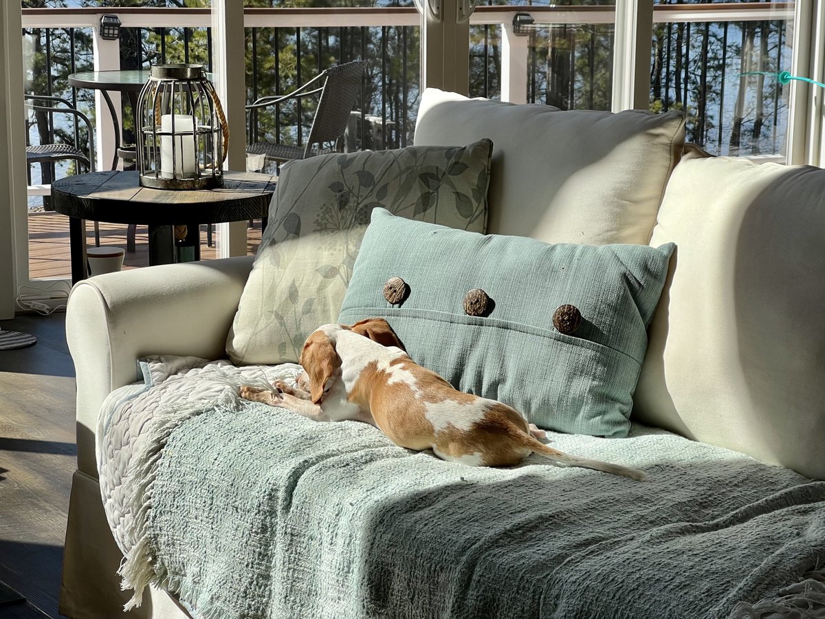 Nothing better than a sun puddle nap on the couch 😊🐾☀️
#heckcancer #livingmybestlife #pocketbeagle #lemonbeagle #beagle #dogsoftwitter #dogsofx