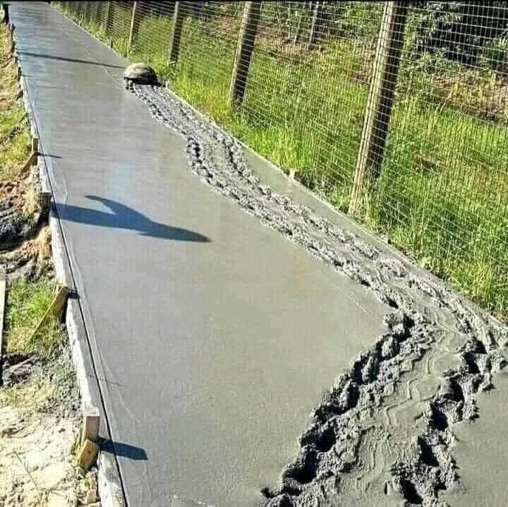 cctv_idiots's tweet photo. Making tracks 🐢 😂 https://t.co/HxM9yKoN9j