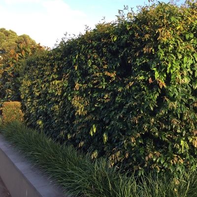 Weeping Lilly Pilly - is an exclusive product, known for its versatile, dense foliage and graceful weeping shape and ideal for screening projects.🌳💖

Shop for Weeping Lilly Pilly here👇
hubs.li/Q02sDYqT0  

 #hellohelloplants #nursery #weepinglilypilly #hedge #melbourne