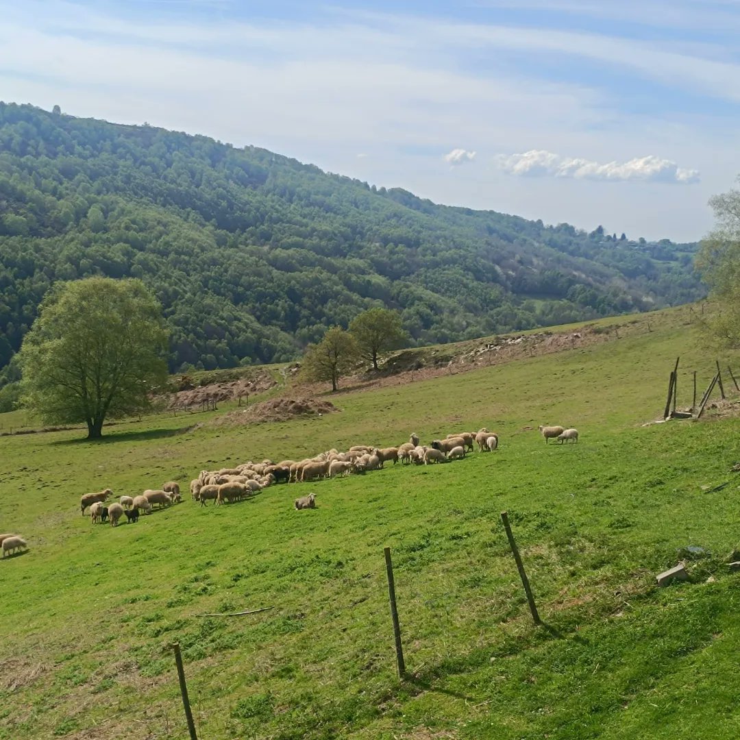 MontesdeBoado's tweet photo. Hoxe tivemos o II Encontro de Gandeiros de Ovella Galega nas terras de Samos e Triacastela. Xuntarse, falar, intercambiar,aprender, relaxarse.. https://t.co/D9hiAZ5X9g