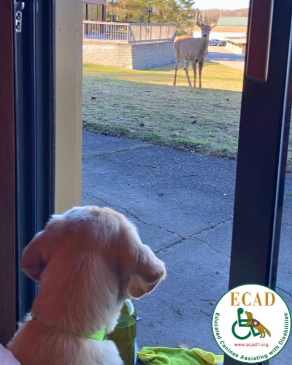 Meeting of the minds! #Pupdate from Service Dog in Training, Twister! He got to meet a deer up close in upstate, NY.  He was a perfect gentleman - no barking, just a lot of curiosity! 
#SaturdaySpotlight #puppylove #journeytoindependence #helpdogshelphumans